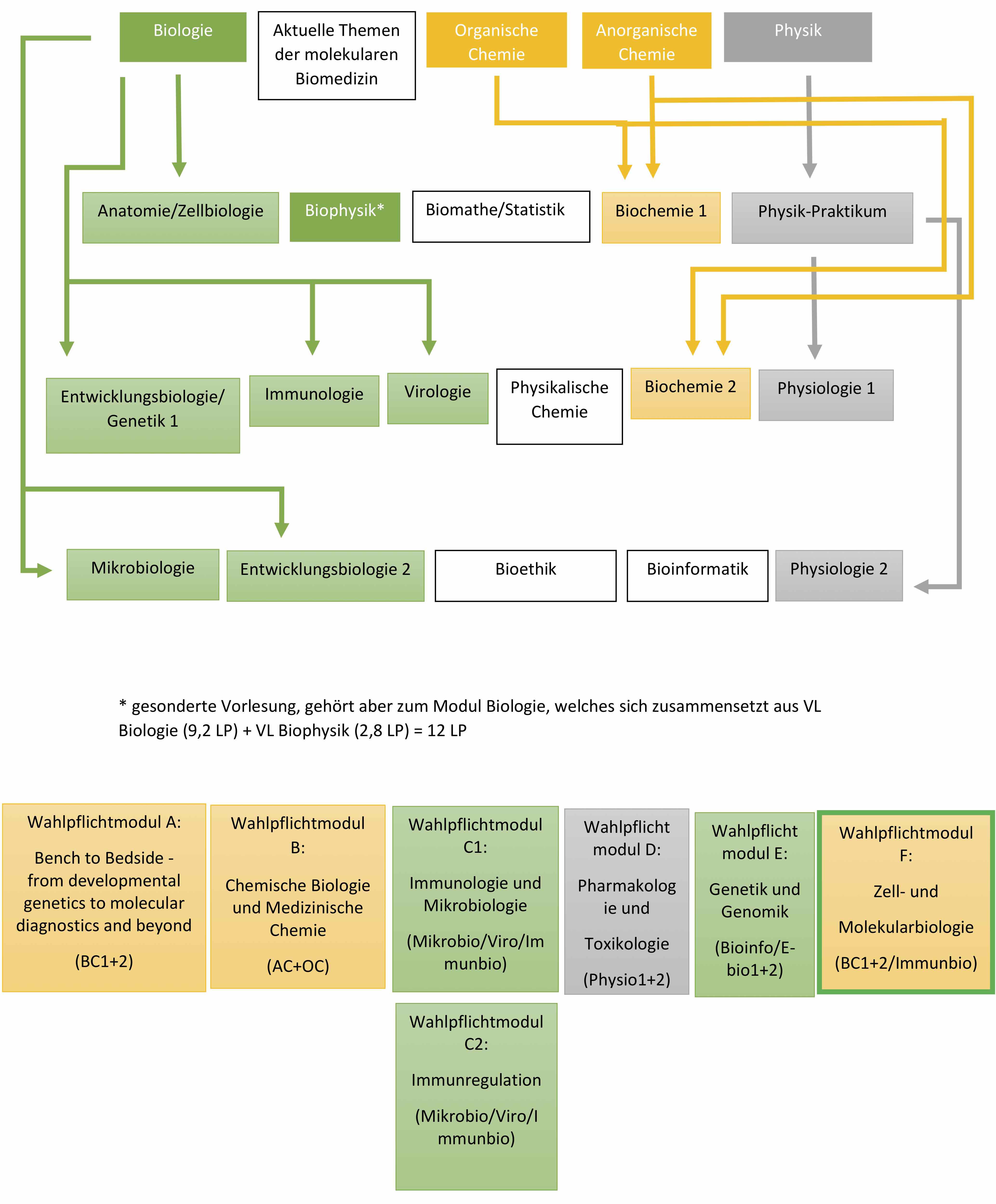 Bachelor - Fachschaft Molekulare Biomedizin